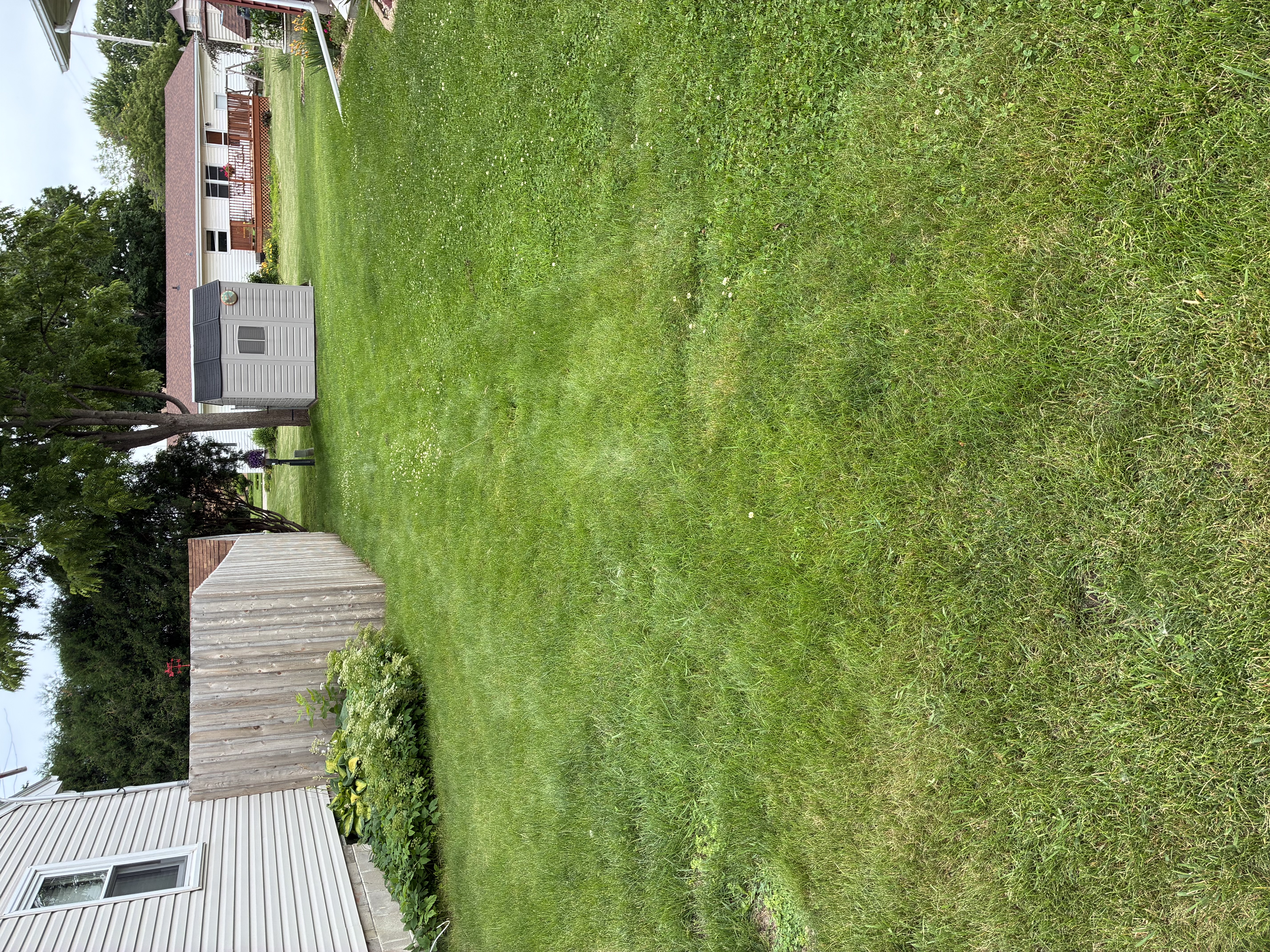 Before photo for Small Yard Lawn Care